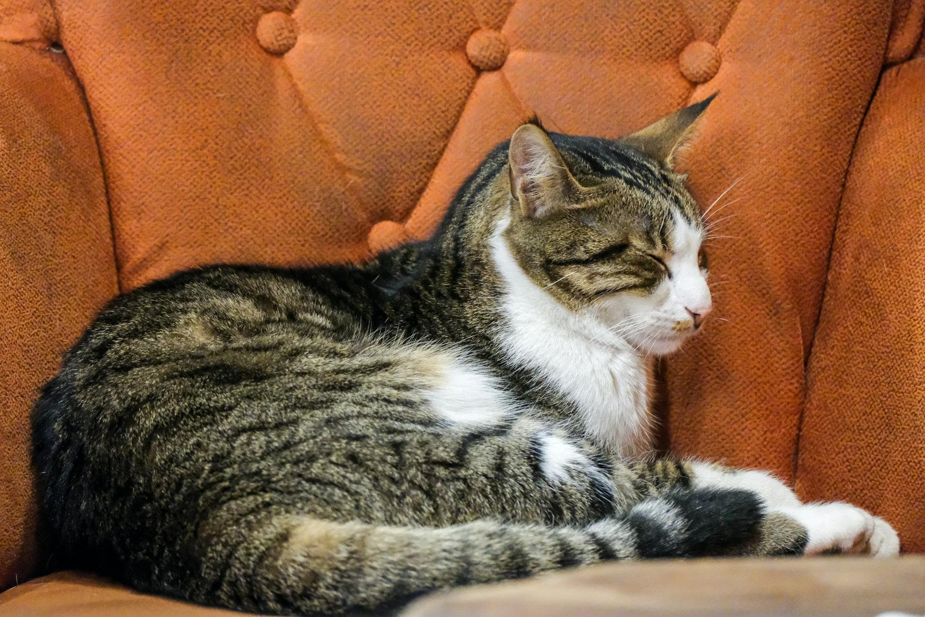 Gatos de interior: señales de aburrimiento y cómo corregirlas