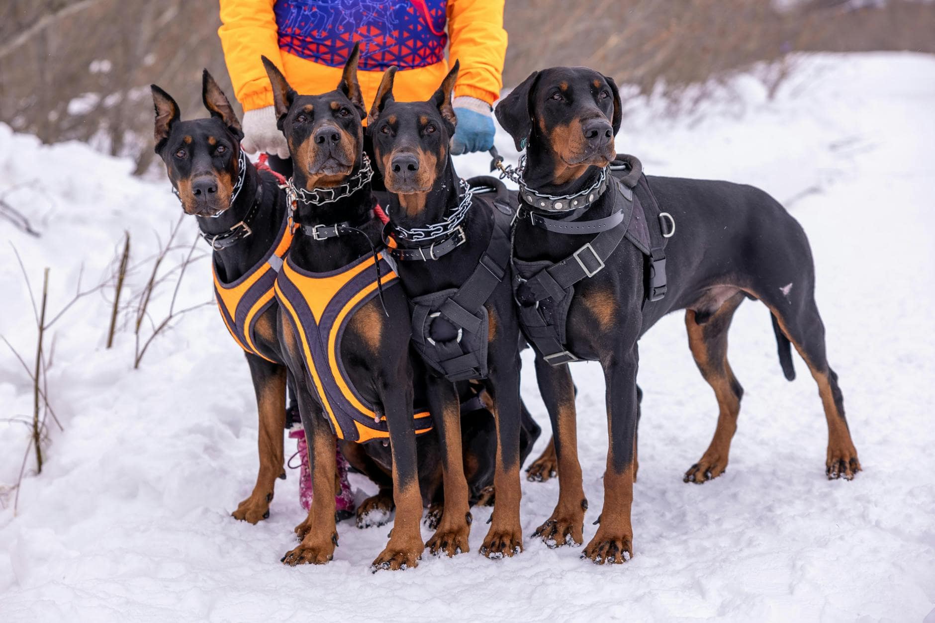 Paseos grupales o individuales: pros y contras reales